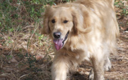 Walking in woods off leash, travelling dog leaves their home