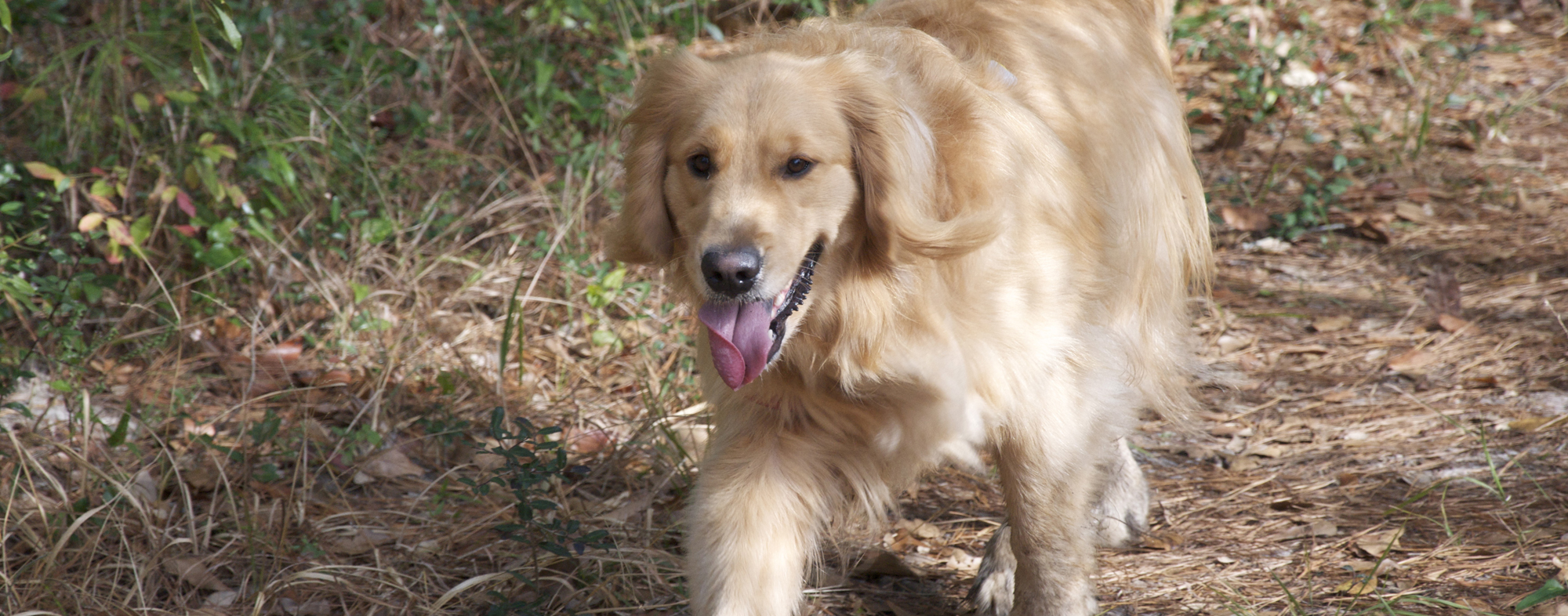 Walking in woods off leash, travelling dog leaves their home