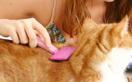 Young girl using brushing her short haired orange pet cat