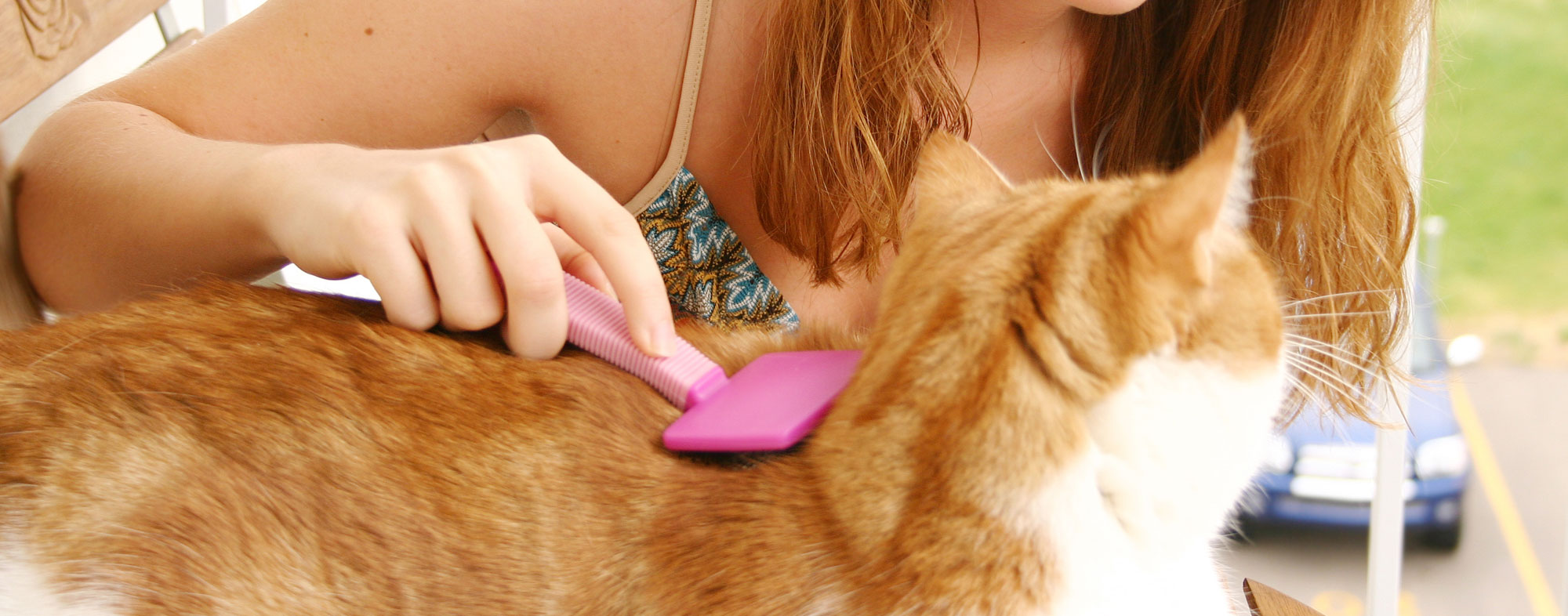 Young girl using brushing her short haired orange pet cat