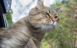 Cat traveling with owners, sticking her head of the car window