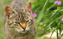 Outdoor cat brushed by purple weed, on a walk outside without a leash