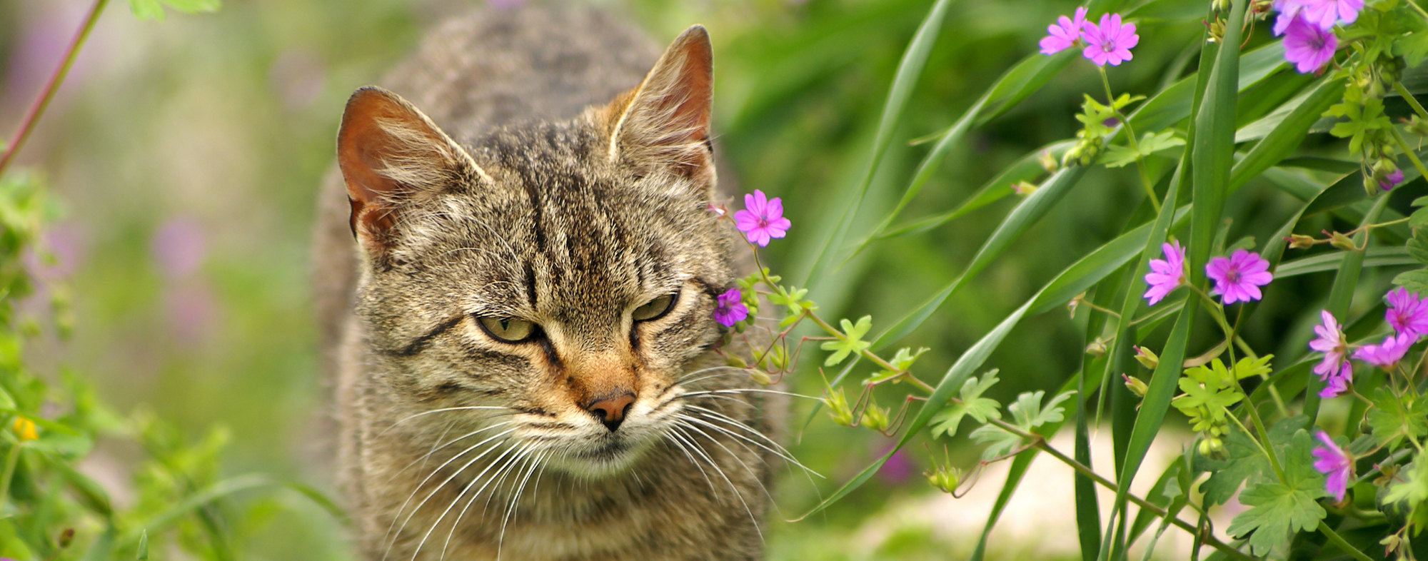 Outdoor cat brushed by purple weed, on a walk outside without a leash