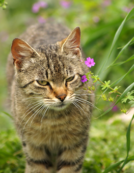Walking past plants and flowers, your outdoor cat may feel calmer