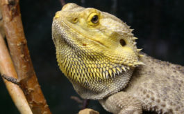 Pet reptile receiving proper warmth and lighting inside his vivarium