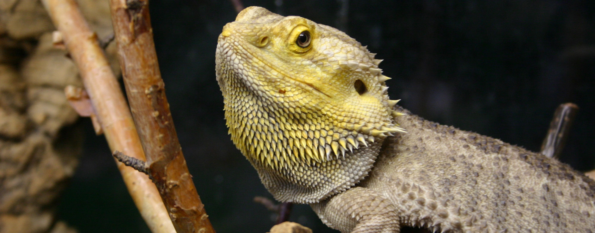Pet reptile receiving proper warmth and lighting inside his vivarium