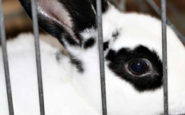 White pet rabbit with black fur around eyes, trying to escape his cage