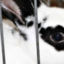 White pet rabbit with black fur around eyes, trying to escape his cage