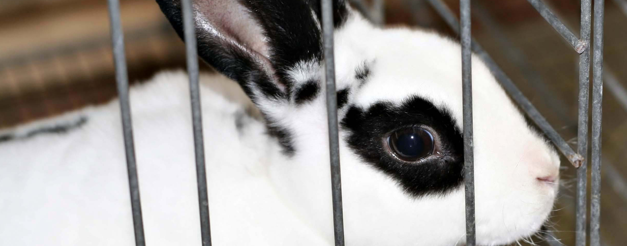 White pet rabbit with black fur around eyes, trying to escape his cage