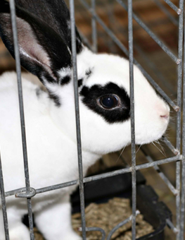 Your pet rabbit may try escaping through the spacing of his cage bars