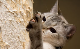 A feisty cat exhibiting bad behavior by scratching up furniture