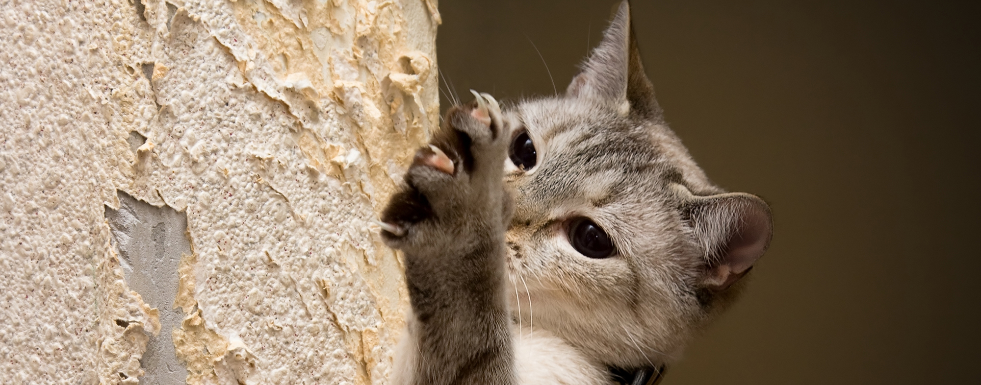 A feisty cat exhibiting bad behavior by scratching up furniture