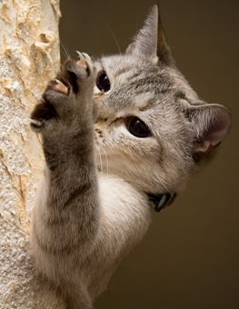 Light haired cat climbing up tree, aggressively extending his claws