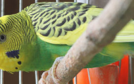 A yellow-green feathered pet bird with his cage in the path of sunlight