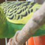 A yellow-green feathered pet bird with his cage in the path of sunlight