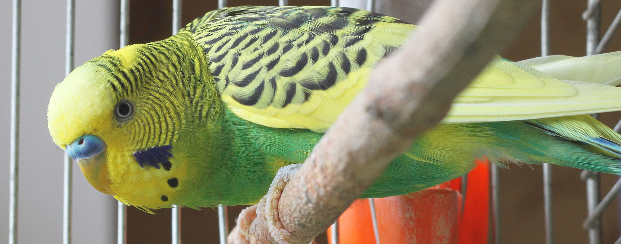 A yellow-green feathered pet bird with his cage in the path of sunlight