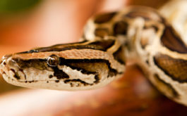 The Lord of reptile pets, the jungle serpent