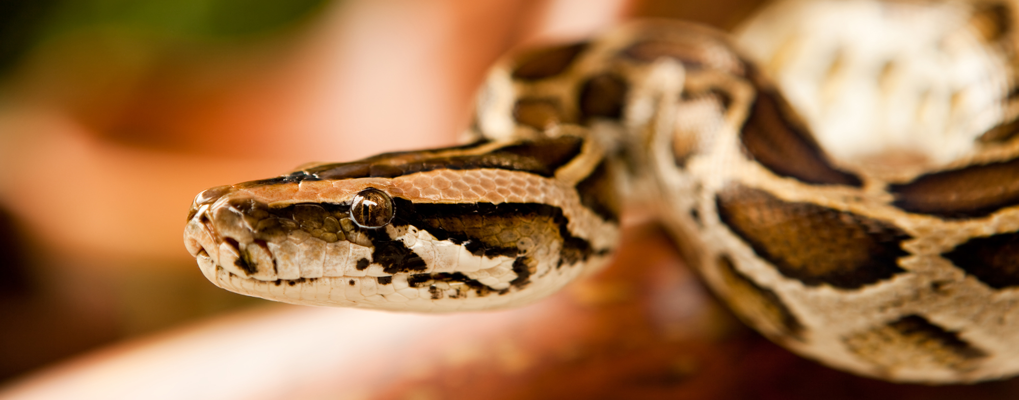 Reptile Behavior Basics Hartz