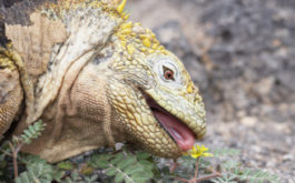 Corncob colored prehistoric pet lizard licking a yellow dandelion