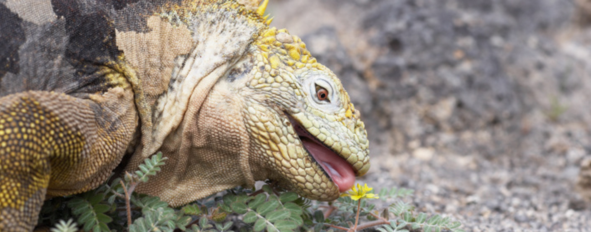 Corncob colored prehistoric pet lizard licking a yellow dandelion