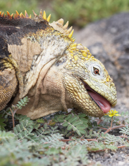 Sticking its tongue out, a yellow horned pet reptile tastes a dandelion