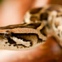 Your pet snake may be wiser than you think—observing your behavior during the holidays