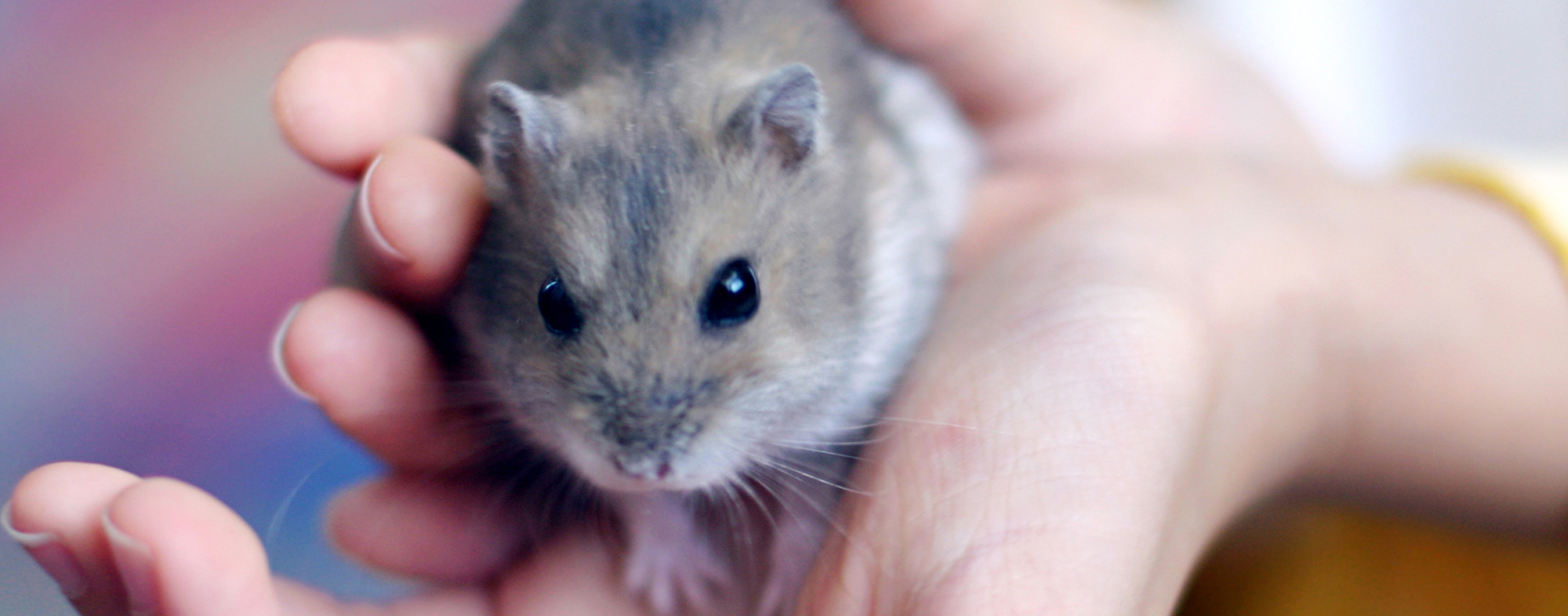 Safety Tips for Small Animal Play | Hartz Safety Tips for Small Animal Play | Hartz