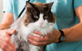 Brown and white furred cat being patiently held at a visit to the vet