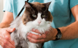Brown and white furred cat being patiently held at a visit to the vet