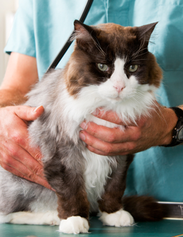 Young cat being held during a regular examination at the vet's office