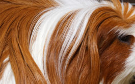 An excessively hairy pet guinea pig who could use a grooming