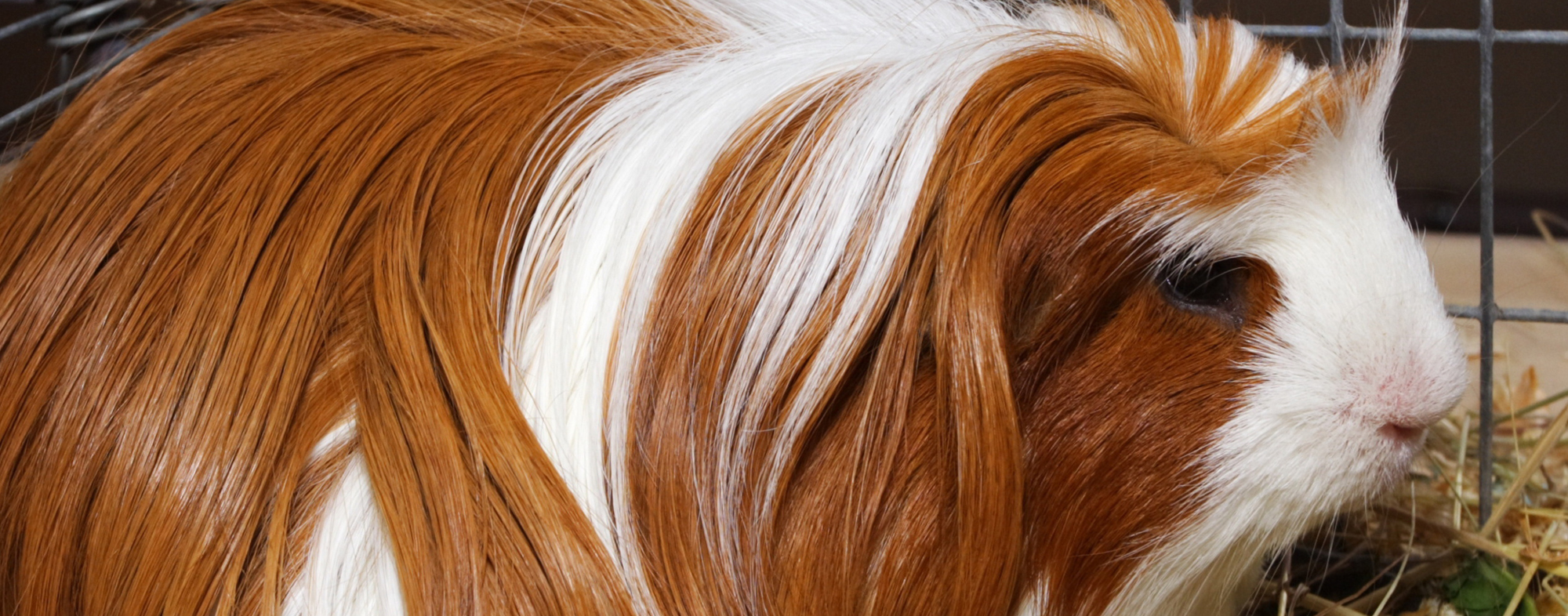An excessively hairy pet guinea pig who could use a grooming