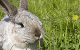 A pet rabbit reclining outside in the grass, chewing on weeds