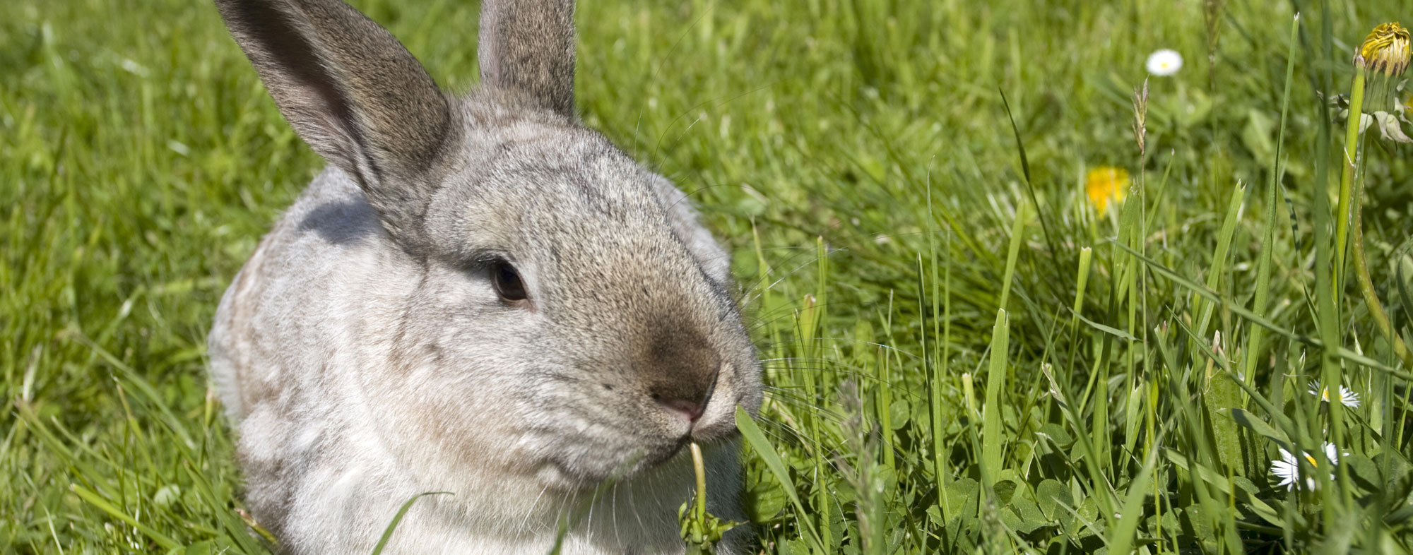 A pet rabbit reclining outside in the grass, chewing on weeds