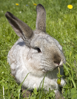Amidst the blades of grass, a pet rabbit eats a healthy diet of veggies