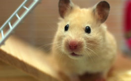 Cute pet mouse peering inquisitively from inside his cage