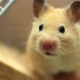 Cute pet mouse peering inquisitively from inside his cage