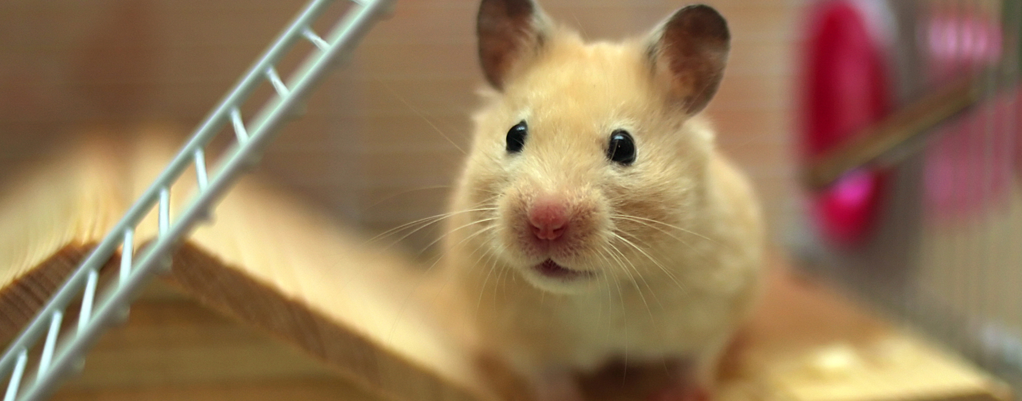 Small Animal Senses | Hartz Small Animal Senses | Hartz