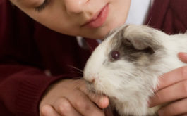 White-brown haired pet guinea pig nibbling on owner's finger