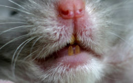 A gray-haired pet hamster with a pair of orange-yellow teeth