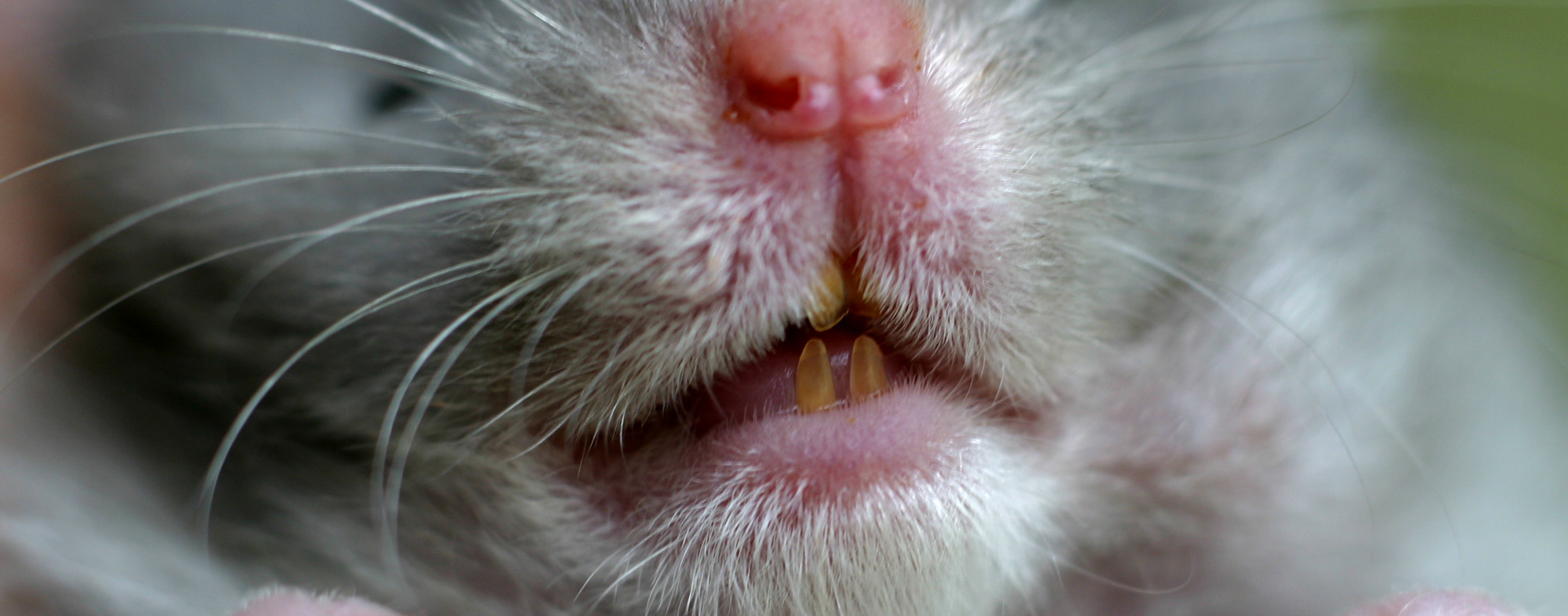 Small Pet Dental Care: How to Clip Overgrown Teeth | Hartz
