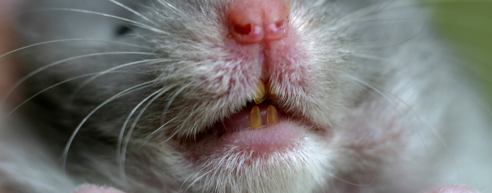 A gray-haired pet hamster with a pair of orange-yellow teeth