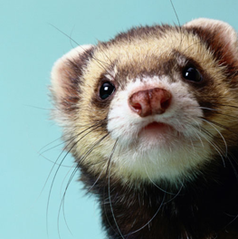 Unlike other small animals, a ferret does require daily grooming