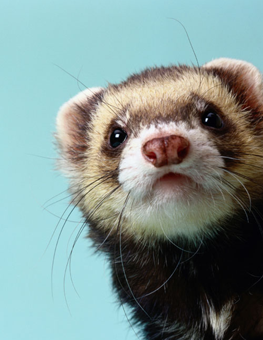 Unlike other small animals, a ferret does require daily grooming