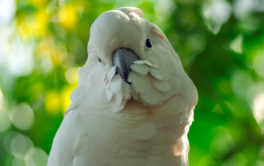 A puffy white feathered pet bird, perched outside in the woods