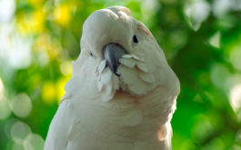 A puffy white feathered pet bird, perched outside in the woods