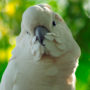 A puffy white feathered pet bird, perched outside in the woods