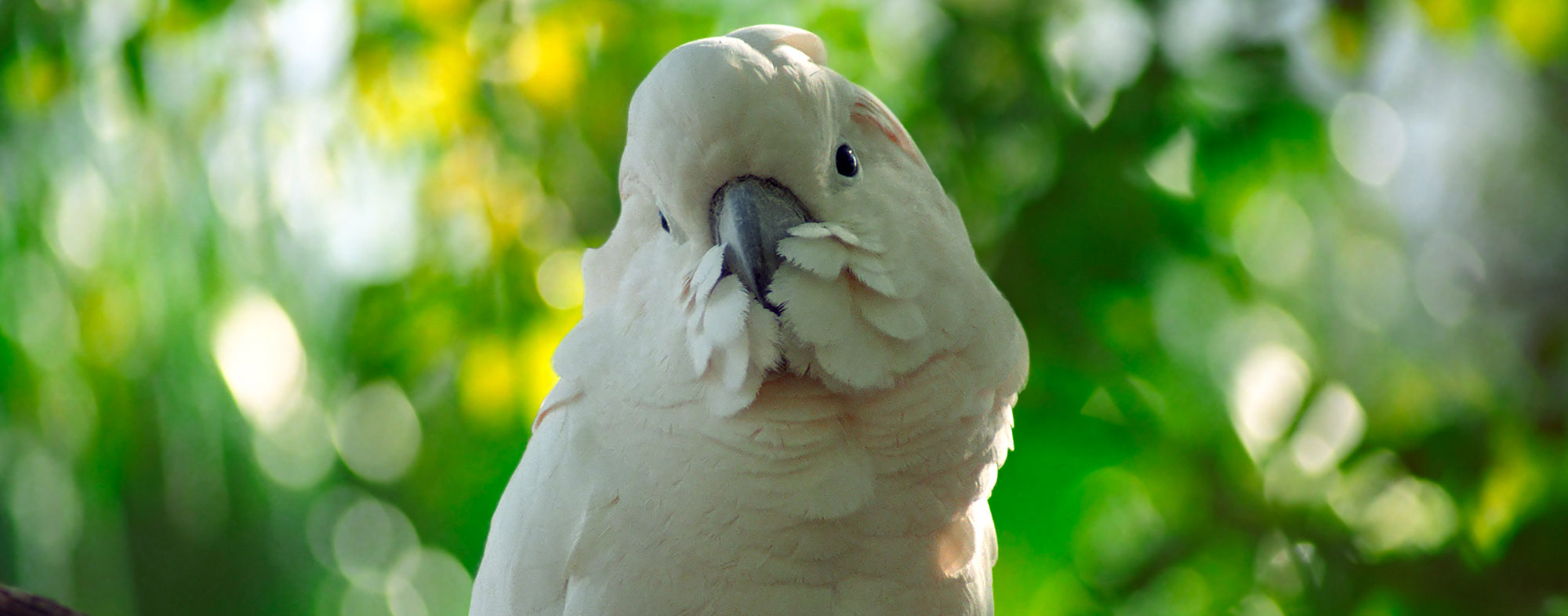 A puffy white feathered pet bird, perched outside in the woods