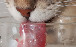 A thirsty cat licking up water from inside a glass, to avoid heatstroke