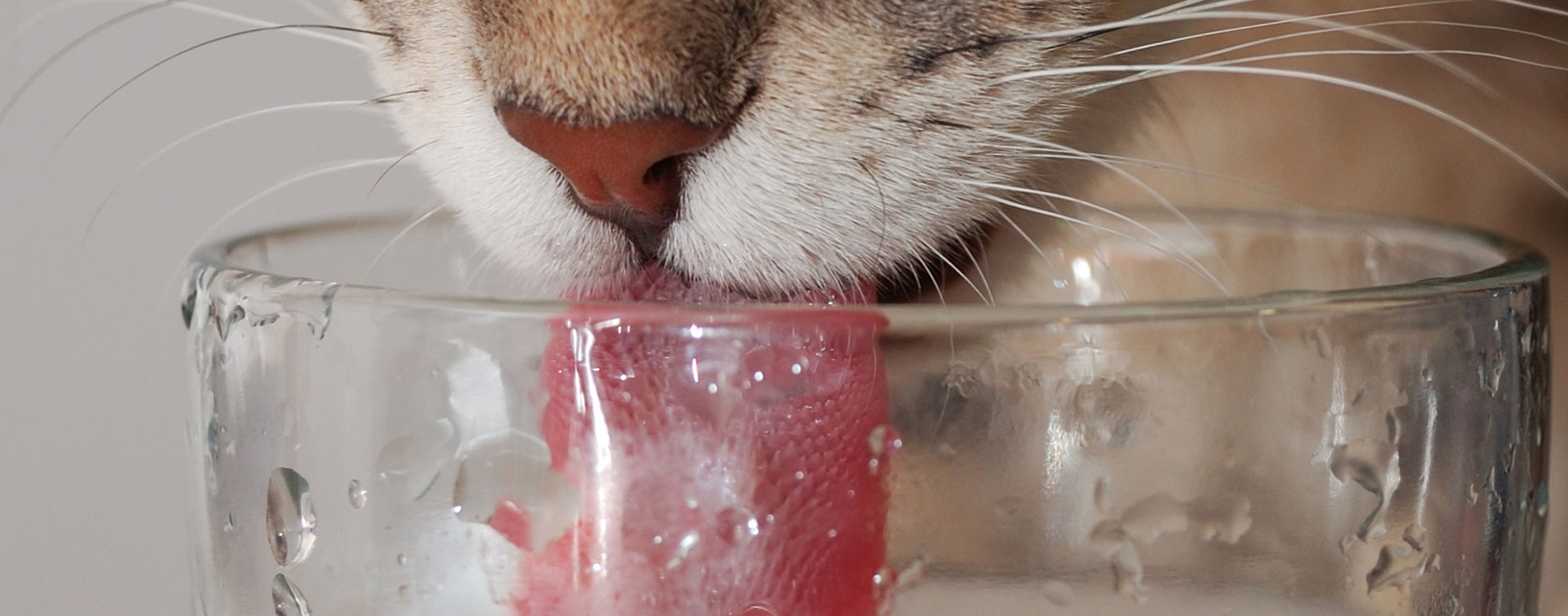 How Caring for your cat after surgery - Tracy Veterinarians can Save You Time, Stress, and Money.
 — plainparcel6